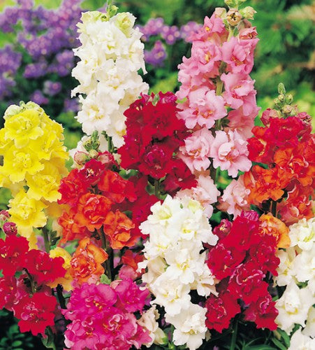 Semences Mélange de mufliers (Antirrhinum majus)