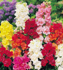 Semences Mélange de mufliers (Antirrhinum majus)