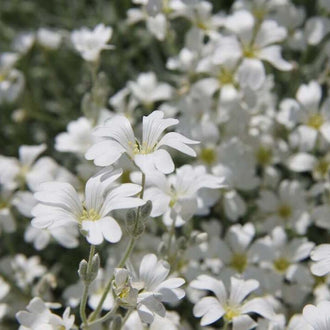 Des fleurs blanches aux pétales profondément échancrés se répartissent parmi des feuilles et des tiges gris vert. Les centres montrent de petits points jaunes ou crème. Plusieurs corolles sont ouvertes face au regard et se chevauchent par endroits. De fins filaments pâles couvrent certaines surfaces végétales, sur un fond rempli d’autres fleurs blanches et de feuillage.