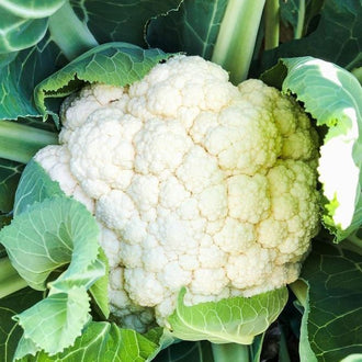 Organic 'Snow Crown' Cauliflower Seeds by Gaia, product image prepared for Canadian gardeners.