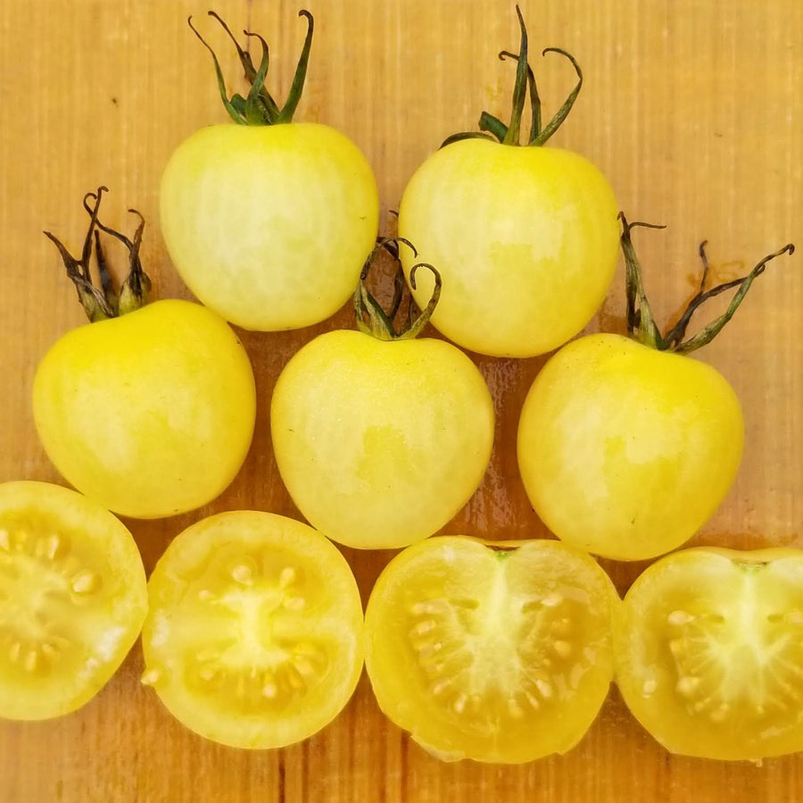 Tomate 'Snow White Cherry' bio