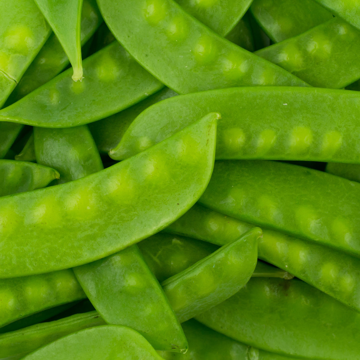Photographie de Pois mange-tout (Pisum sativum var. macrocarpon), sélection proposée en semences W.H. Perron. Le visuel présente l’apparence de la plante ou de sa récolte et permet d’en observer les formes et les couleurs. Cette vue illustre les caractéristiques visibles de la sélection, dans une présentation destinée à accompagner son identification et à montrer son intérêt au jardin.