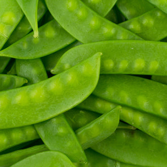 Photographie de Pois mange-tout (Pisum sativum var. macrocarpon), sélection proposée en semences W.H. Perron. Le visuel présente l’apparence de la plante ou de sa récolte et permet d’en observer les formes et les couleurs. Cette vue illustre les caractéristiques visibles de la sélection, dans une présentation destinée à accompagner son identification et à montrer son intérêt au jardin.