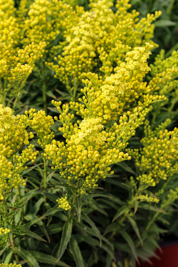 Solidago 'Little Lemon'