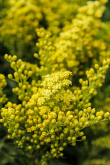 Solidago 'Little Lemon'