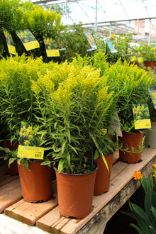 Solidago 'Little Lemon'