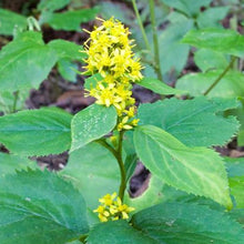 Solidago flexicaulis en fleurs, verge d’or indigène de sous-bois.