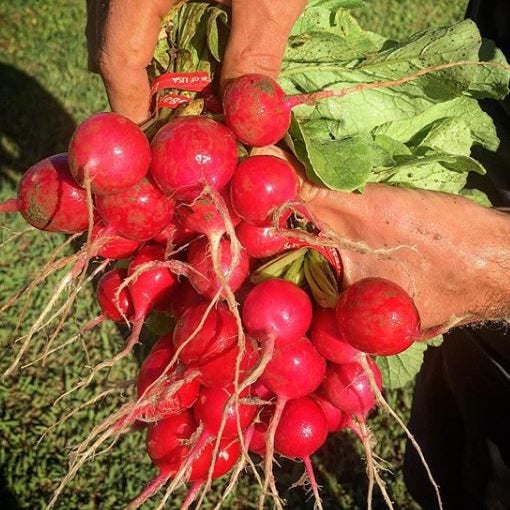 Organic 'Sora' Radish Seeds by Gaia, product image prepared for Canadian gardeners.