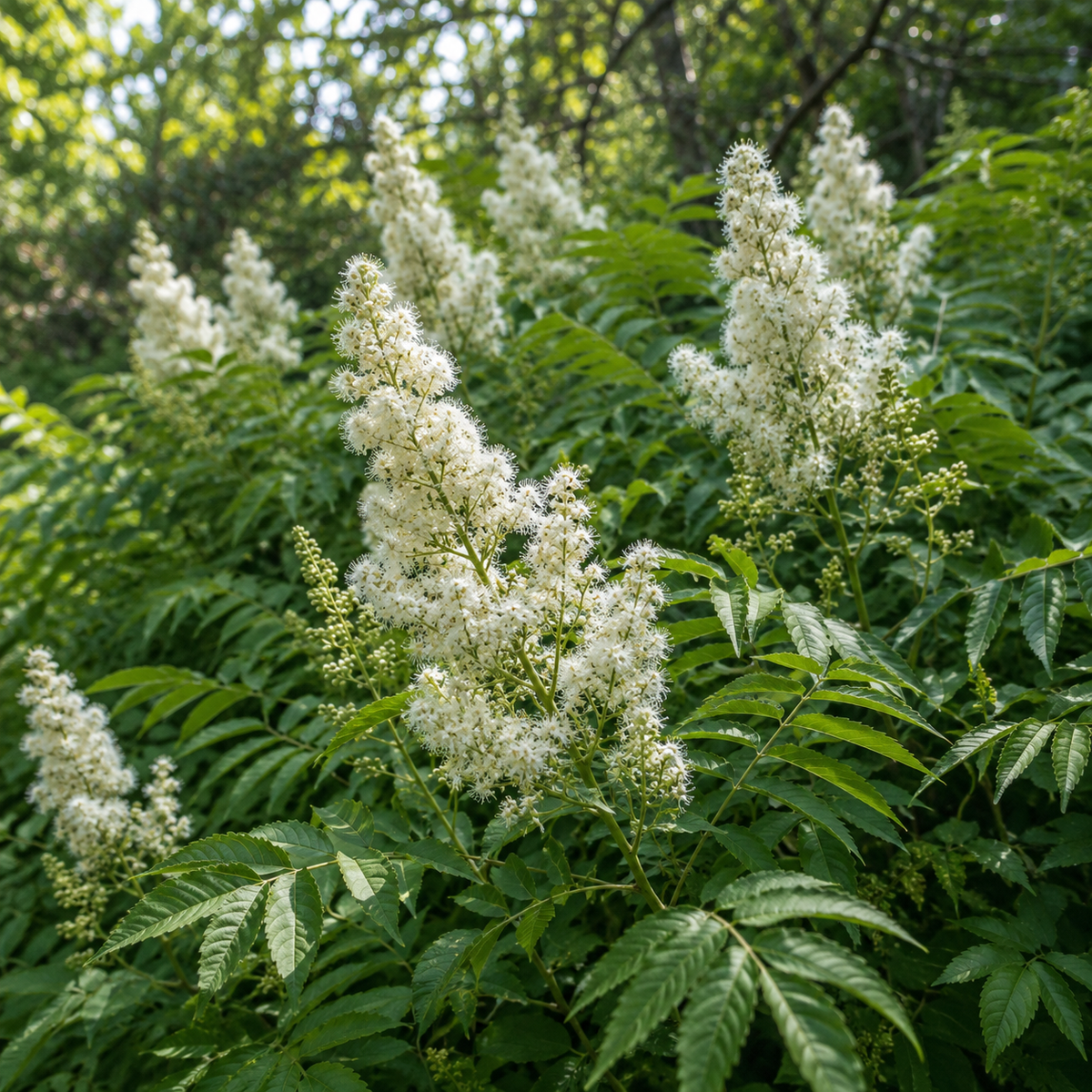 Sorbaria aitchisonii