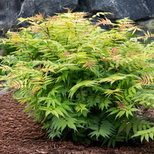 Sorbaria sorbifolia 'Cherry On Top'