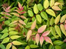 Sorbaria sorbifolia 'Mr. Mustard'