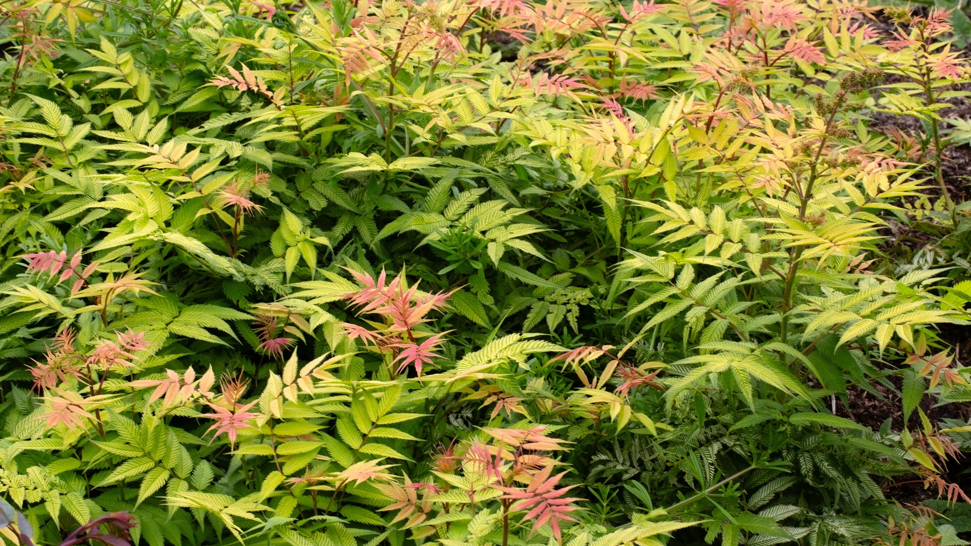 Nursery.ca