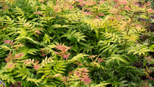 Sorbaria sorbifolia 'Sem'