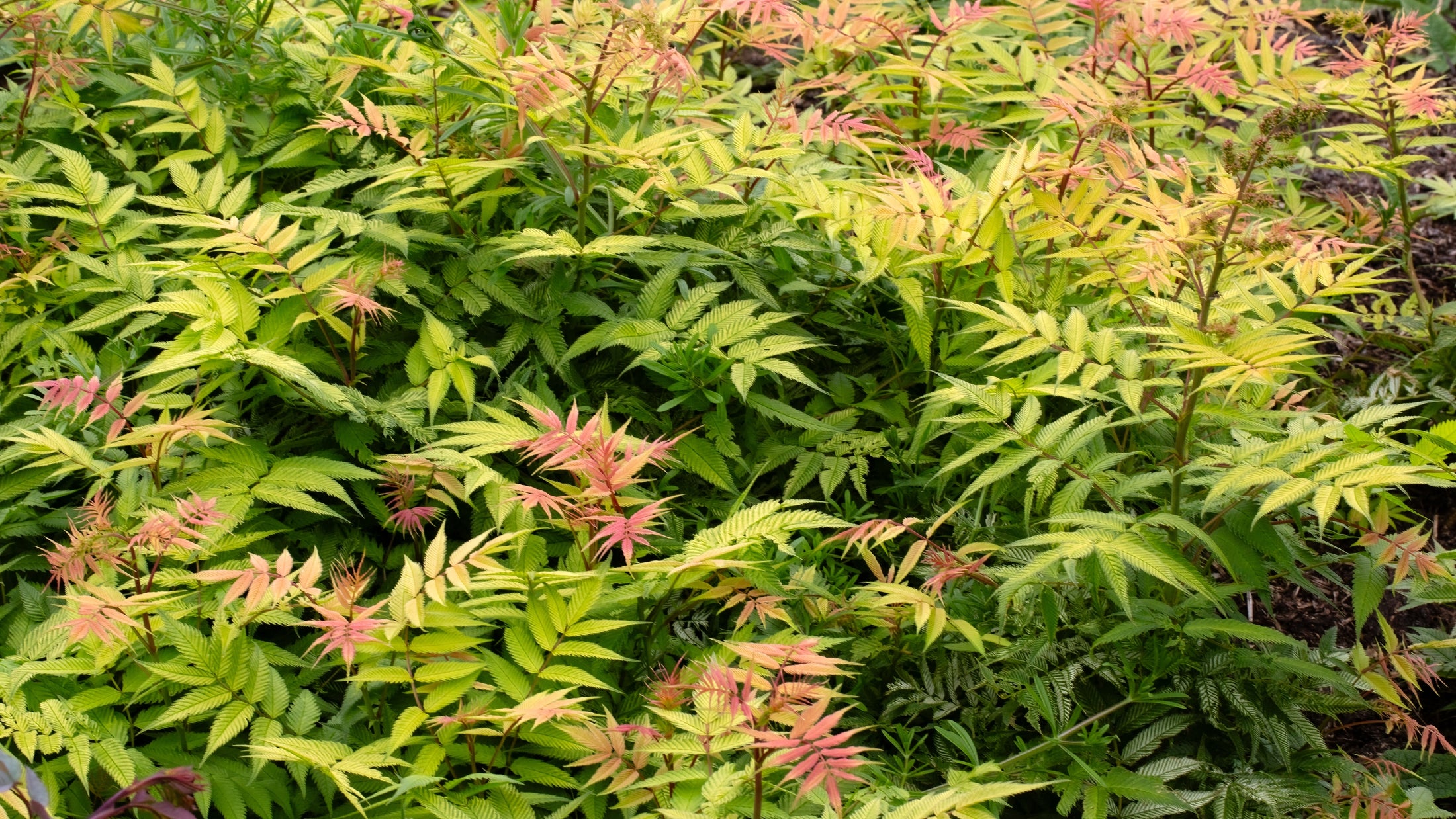 Sorbaria sorbifolia 'Sem'