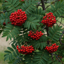 Sorbus aucuparia 'Cardinal Royal'