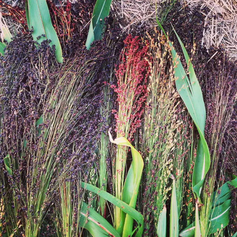 Sorgho 'Broomcorn' bio