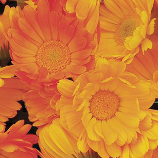 Souci officinal de Jardin. Grandes fleurs de souci jaunes et orange vues de près. Le cadrage permet de voir les formes, les couleurs et les détails du sujet représenté. Les contours se détachent du fond de l’image, avec des différences de teinte et de texture visibles sur les surfaces. Cette vue accompagne la présentation du produit dans la boutique.