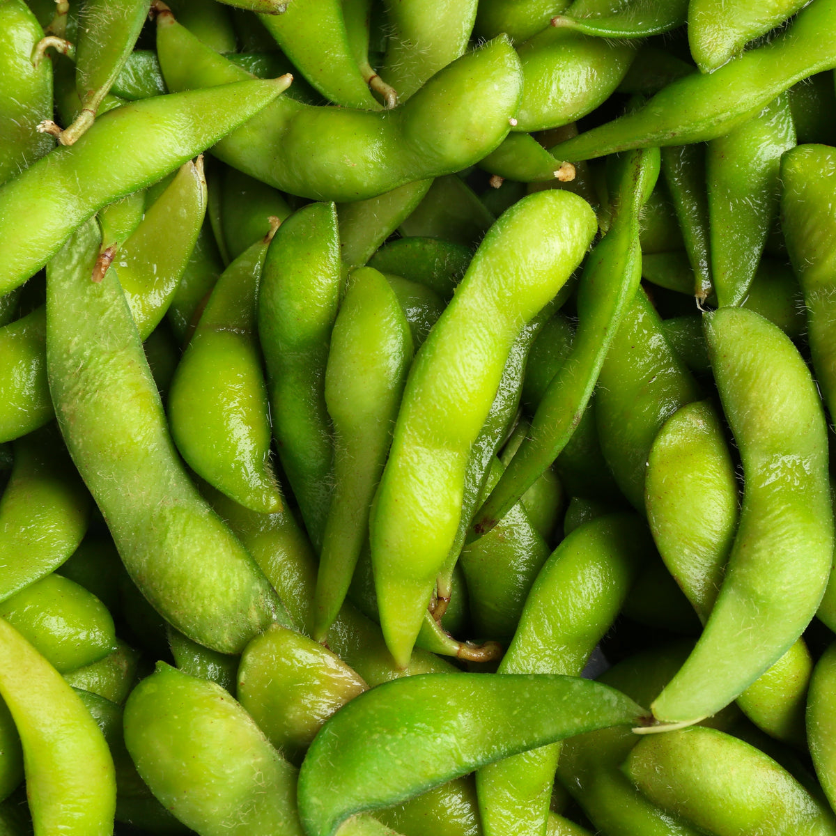 Photo de Soya Edamame Karikachi No.3 F1. Le visuel permet d'observer les contours, les teintes et la disposition des éléments présentés. Les détails de forme et les contrastes donnent un aperçu de l'apparence de cette plante ou de sa récolte. Cette photographie accompagne la variété nommée afin de l'identifier dans la sélection de semences.