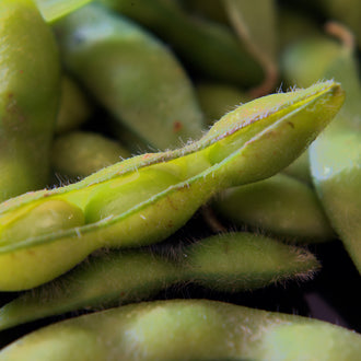 Photographie de Soya (Glycine max ‘Edamame’), sélection proposée en semences W.H. Perron. Le visuel présente l’apparence de la plante ou de sa récolte et permet d’en observer les formes et les couleurs. Cette vue illustre les caractéristiques visibles de la sélection, dans une présentation destinée à accompagner son identification et à montrer son intérêt au jardin.