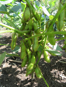 Soya ‘Envy’ (<em>Glycine max</em>)