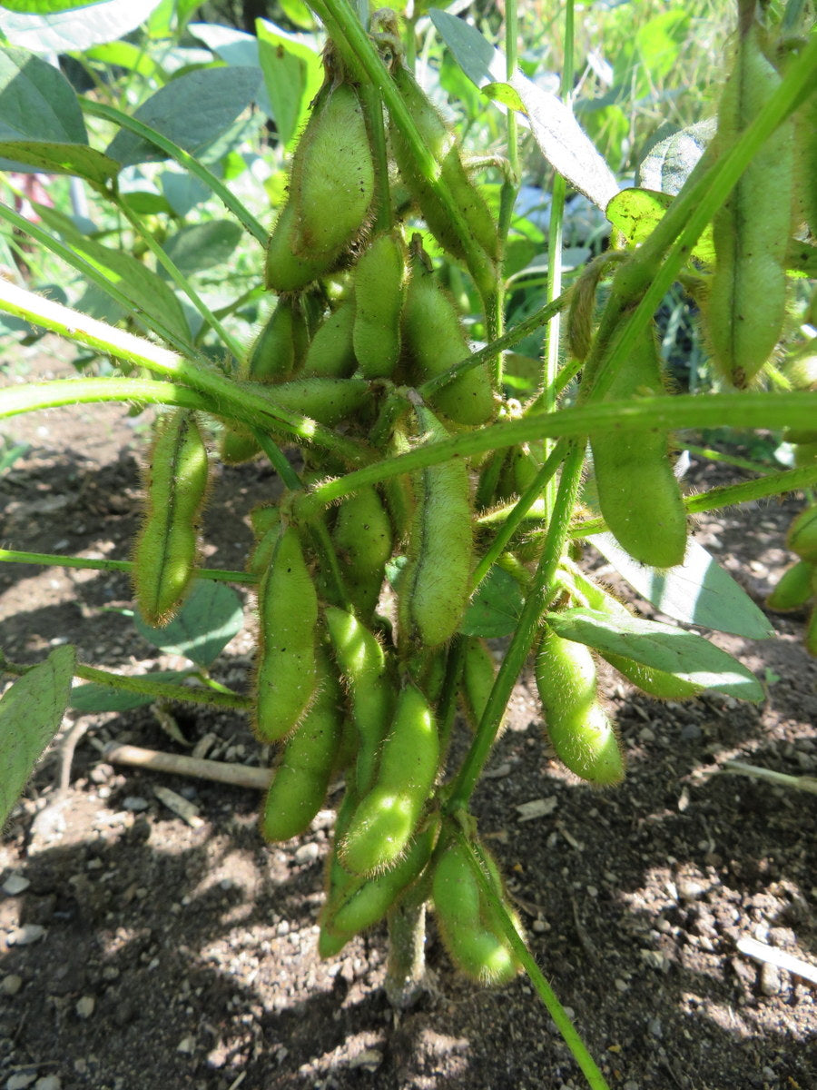 Soya ‘Envy’ (Glycine max)