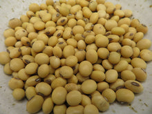 Soya 'Fiskeby'