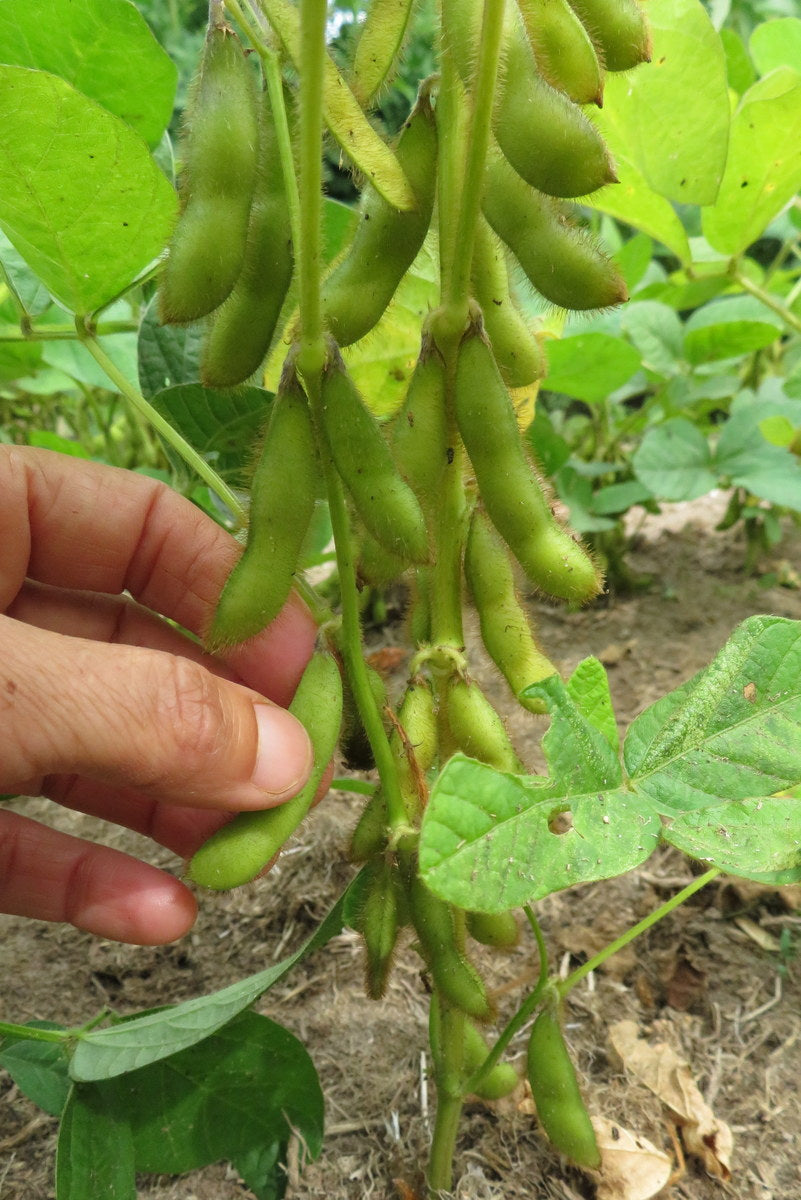 Soya 'Fiskeby'