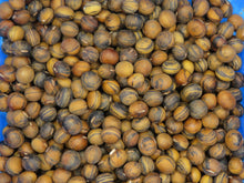 Soya 'Galaxy'