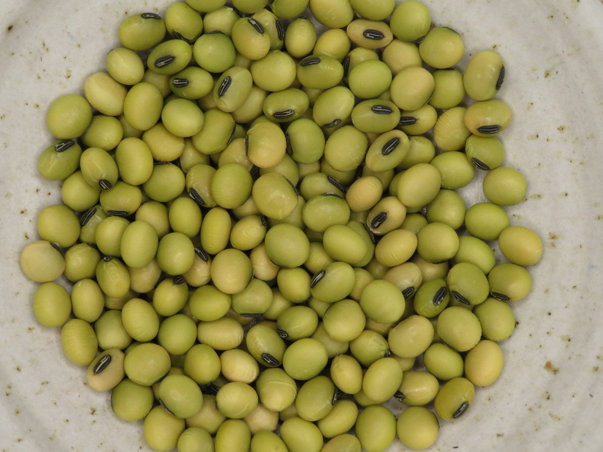 Soya ‘Géant vert’ (Glycine max)