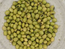 Soya ‘Géant vert’ (<em>Glycine max</em>)