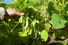 Soya ‘Géant vert’ (<em>Glycine max</em>)