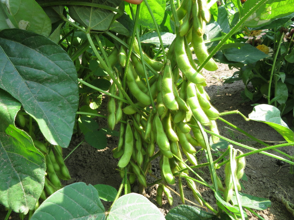Soya ‘Hakucho’ (<em>Glycine max</em>)