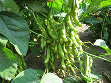 Soya ‘Hakucho’ (<em>Glycine max</em>)