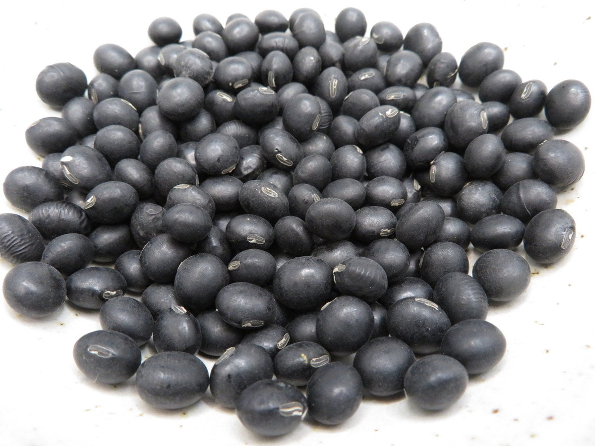 Soybean 'Hokkaido Black'