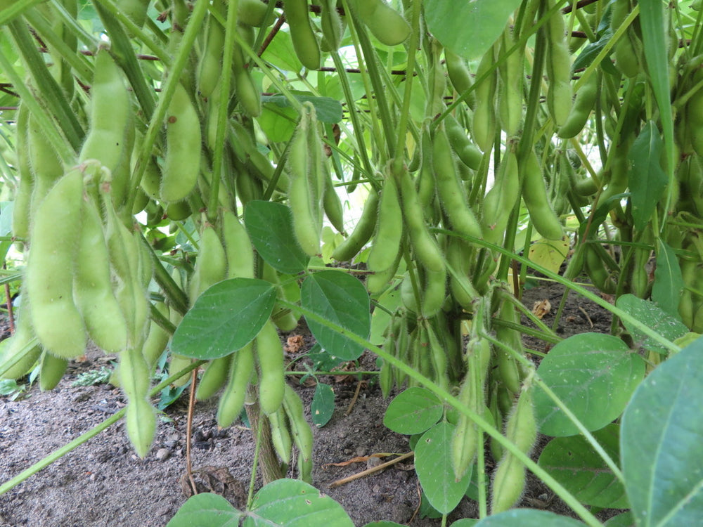 Soya 'Karikachi'