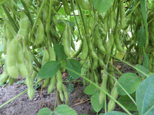 Soya 'Karikachi'