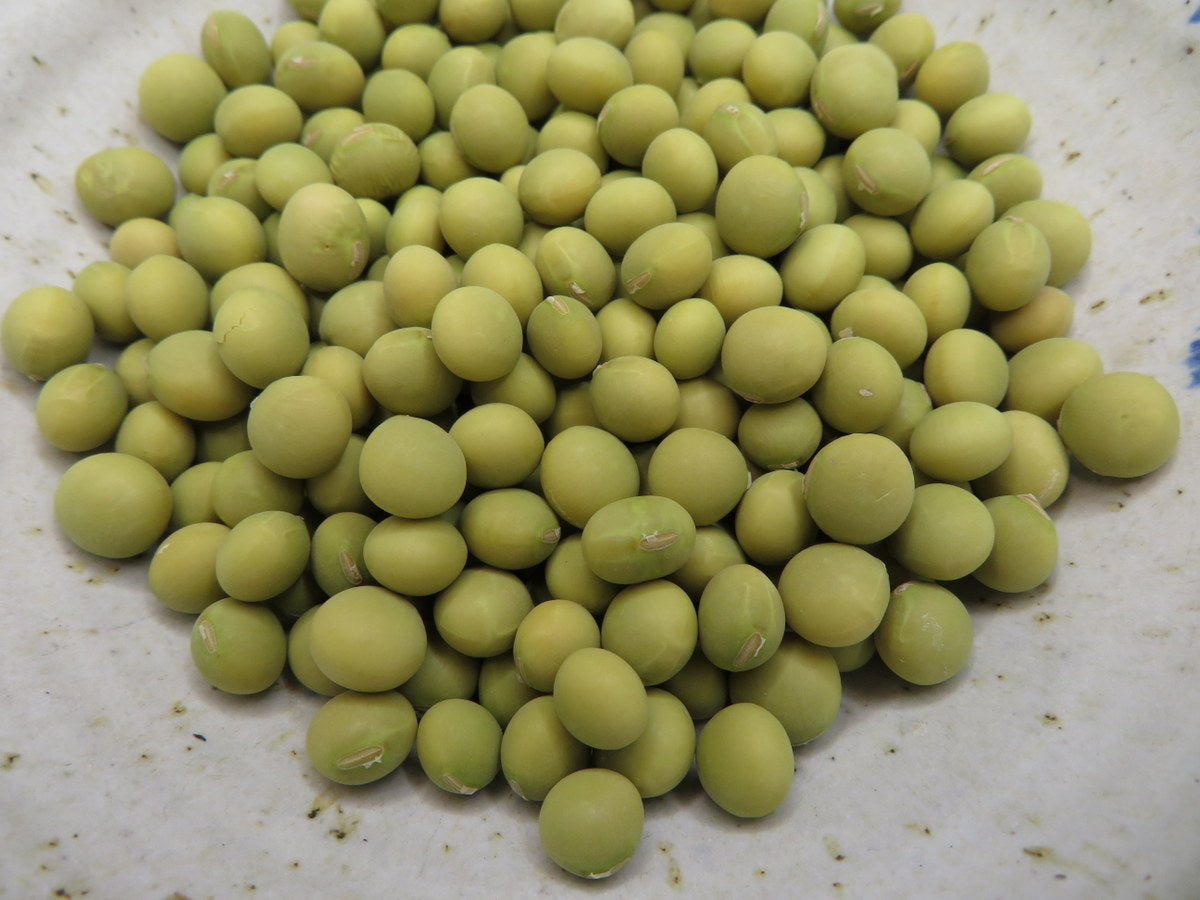 Soya 'Lucky Lion'