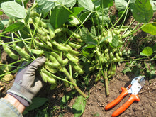 Soya 'Midori Giant'