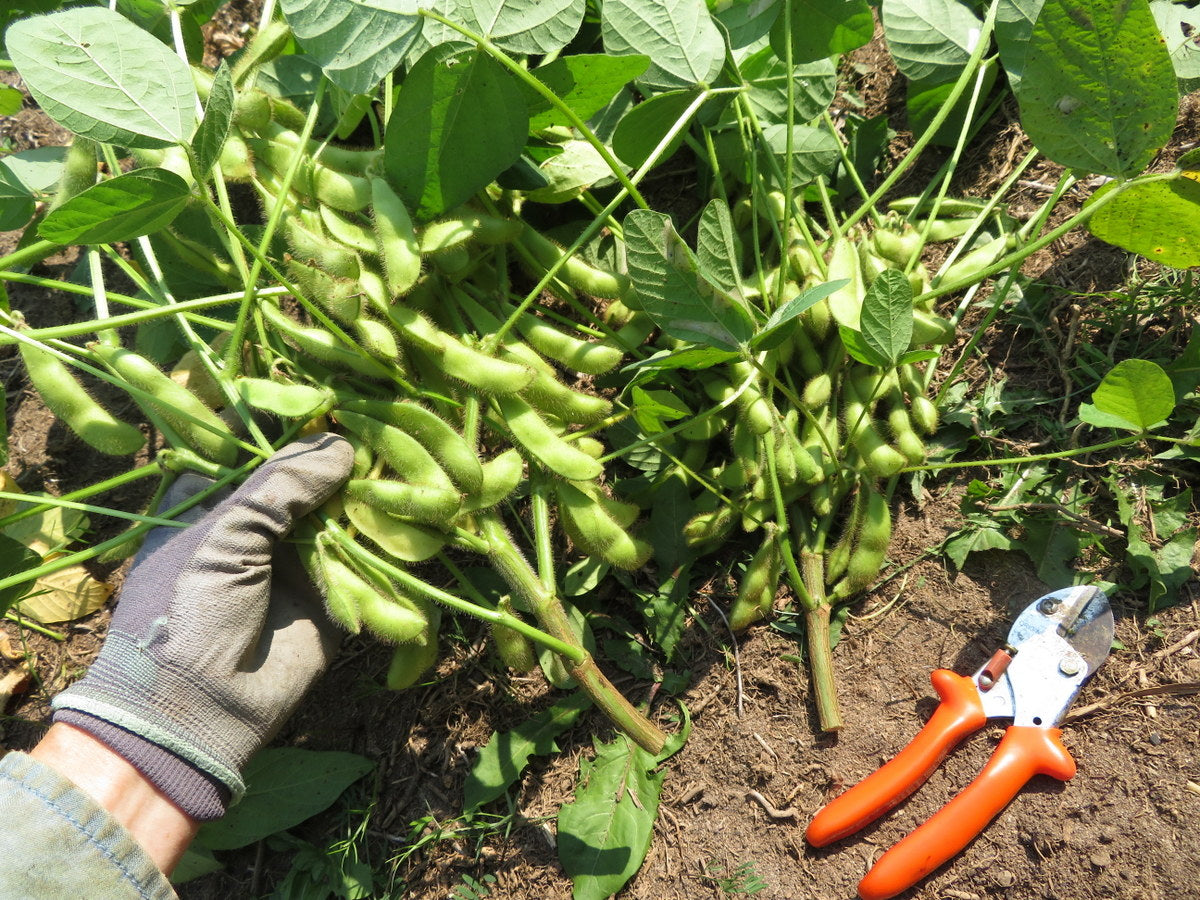 Soya 'Midori Giant'