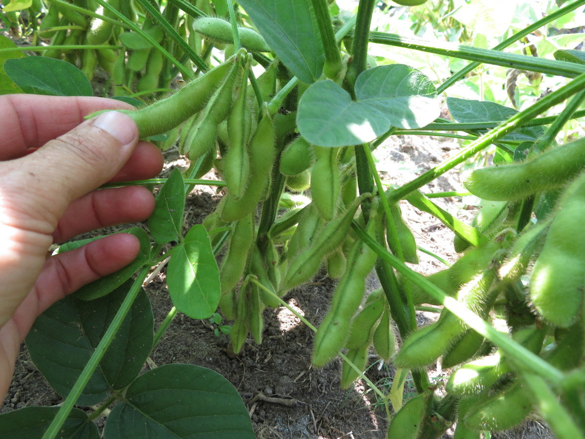 Soya 'Tohya'