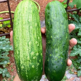 Organic 'Spacemaster 80' Cucumber Seeds by Gaia, product image prepared for Canadian gardeners.