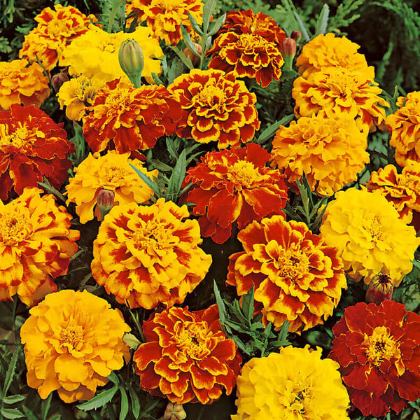  Marigold  ‘Sparky Mixed’