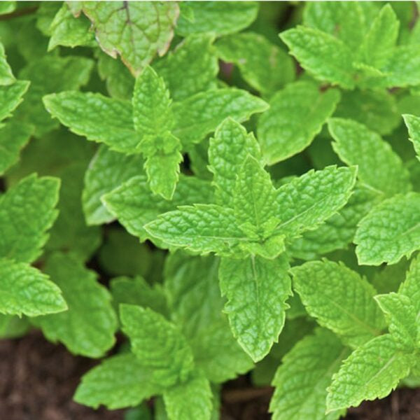 Semences Menthe verte (Mentha spicata)