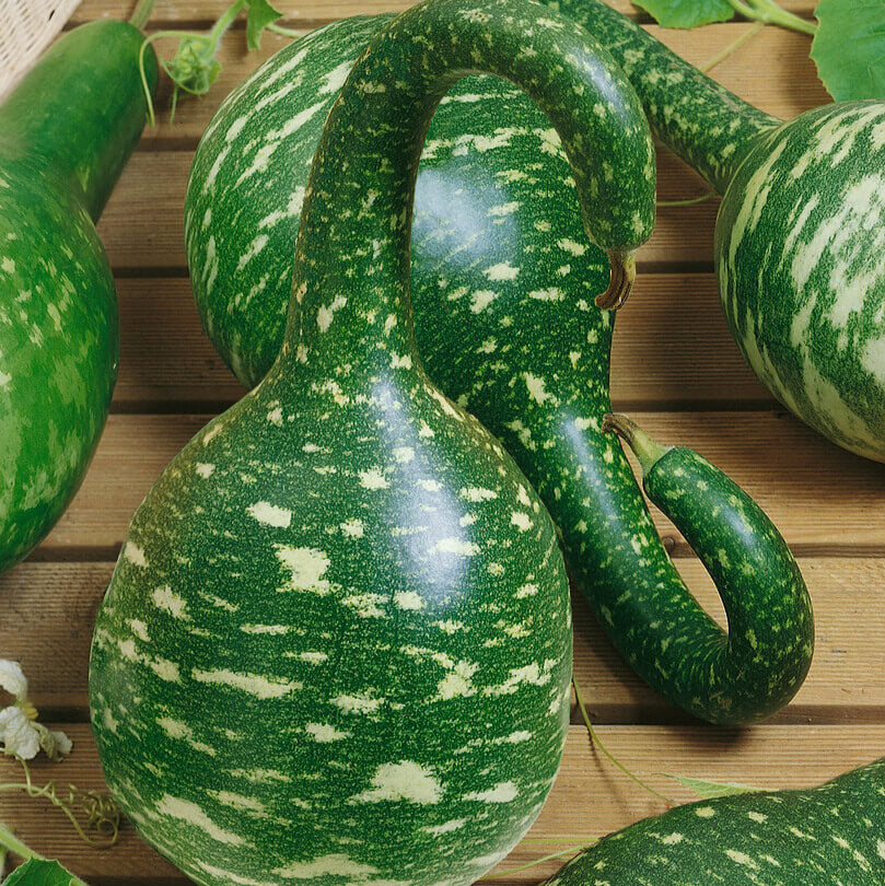Des gourdes vert foncé marbrées de crème reposent sur des planches brunes. Une gourde du centre présente une base arrondie et un long col recourbé qui rejoint une partie supérieure bombée. D’autres fruits partiellement visibles l’entourent. Des bandes et des taches claires traversent leur peau, avec des reflets sur les formes arrondies du premier plan.
