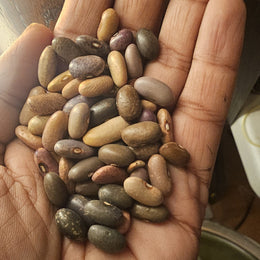 Organic 'Gaia's Speckled Malawi Mix' bean