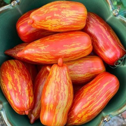 Organic 'Speckled Roma' Tomato