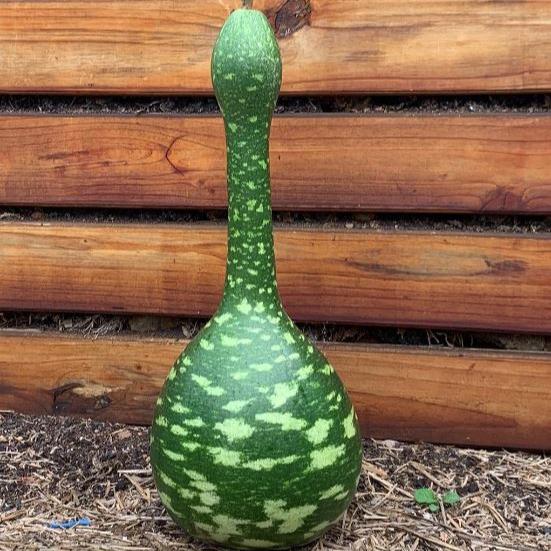 Gourd 'Speckled Swan' Organic