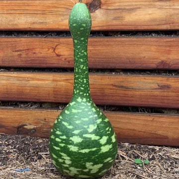 Gourde calebasse 'Speckled Swan' bio