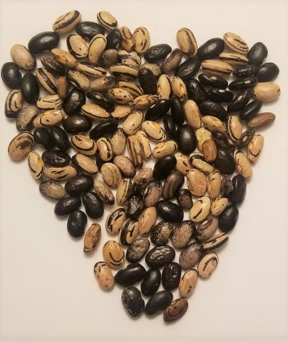 Haricot zébré ‘Little Brown’, semences biologiques (<em>Phaseolus vulgaris</em>)