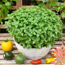 Spicy Globe Basil